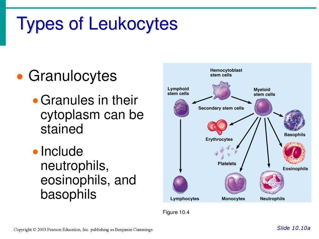 Types of Leukocytes Granulocytes