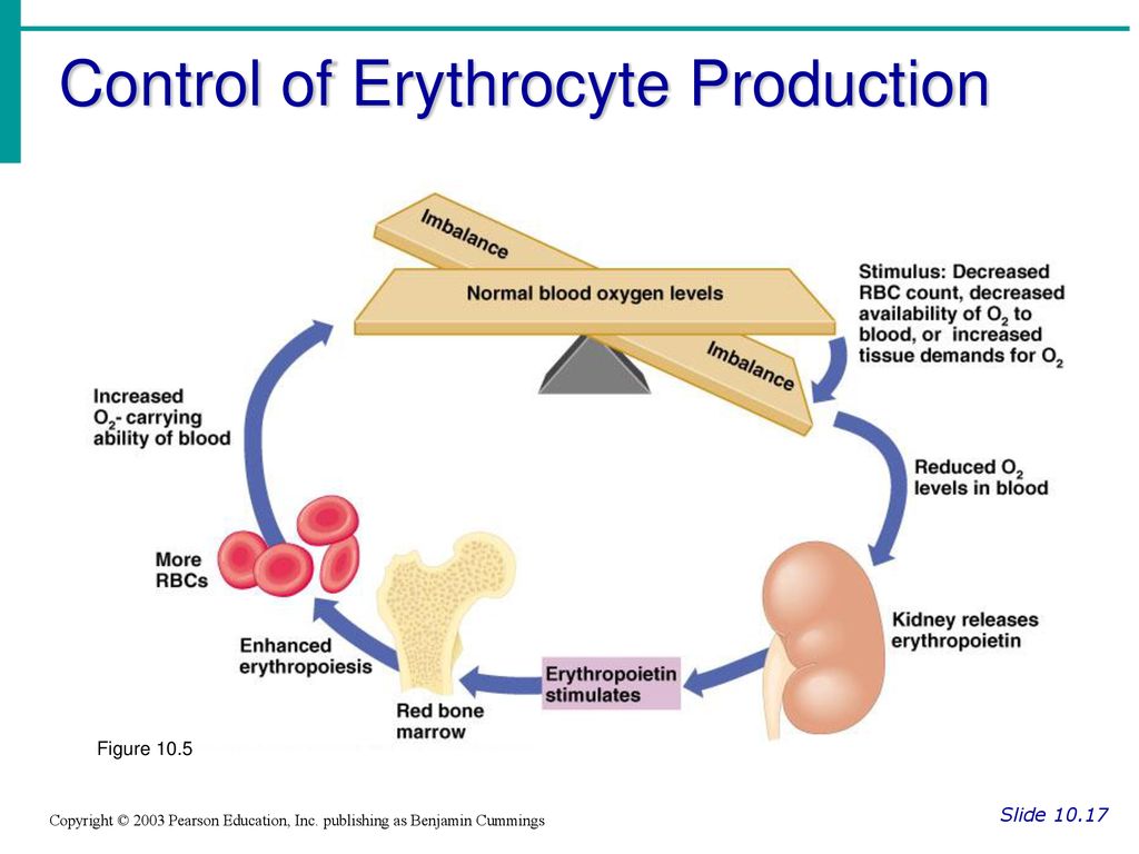 Control of Erythrocyte Production