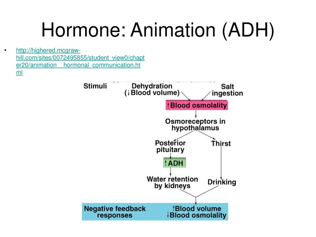Hormone: Animation (ADH)