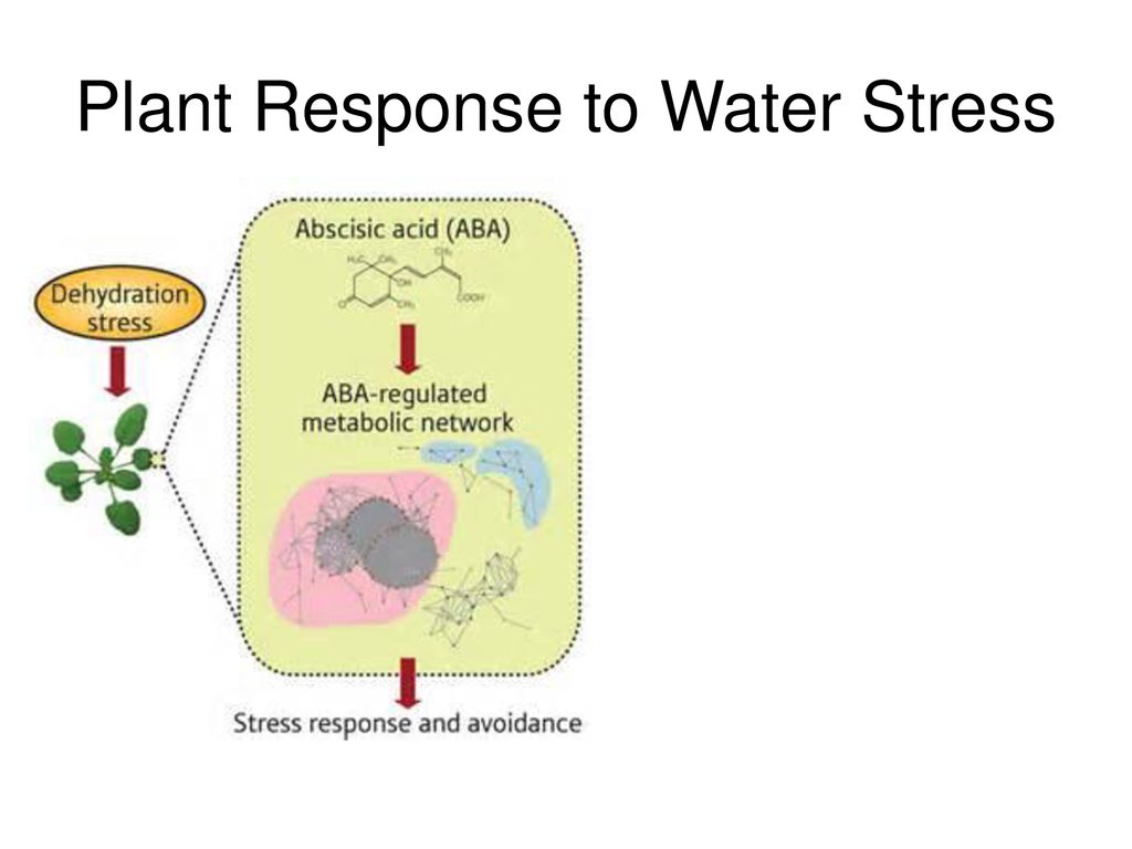Plant Response to Water Stress