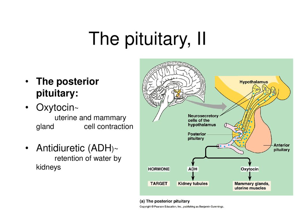 The pituitary, II The posterior pituitary: