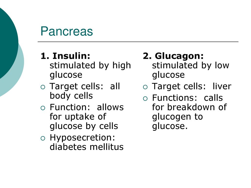 The Endocrine System Anatomy & Physiology. Biology Diagrams