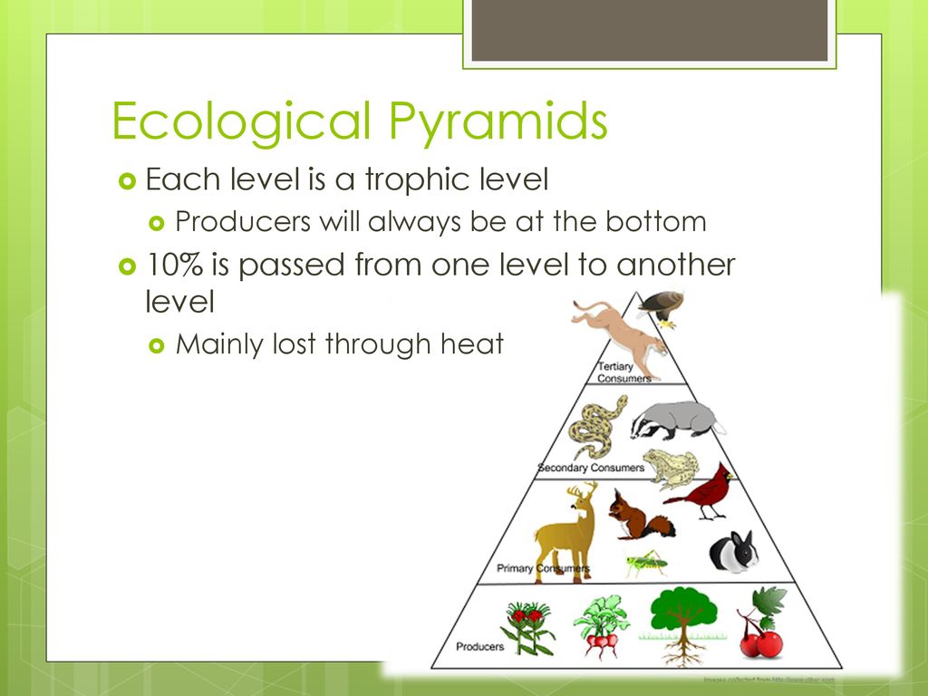 Ecology. - ppt download