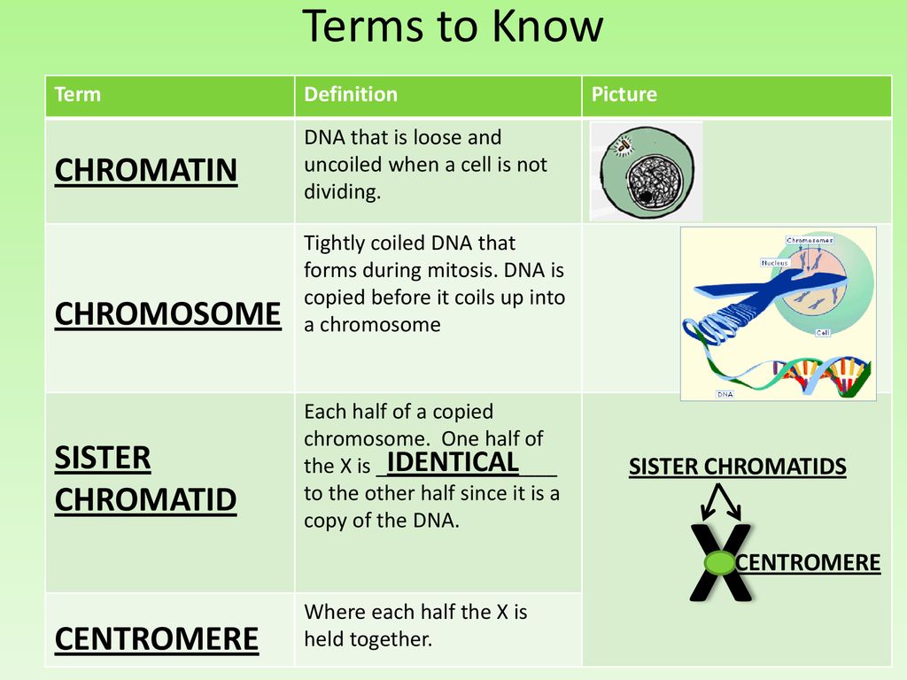 Cell reproduction ppt download