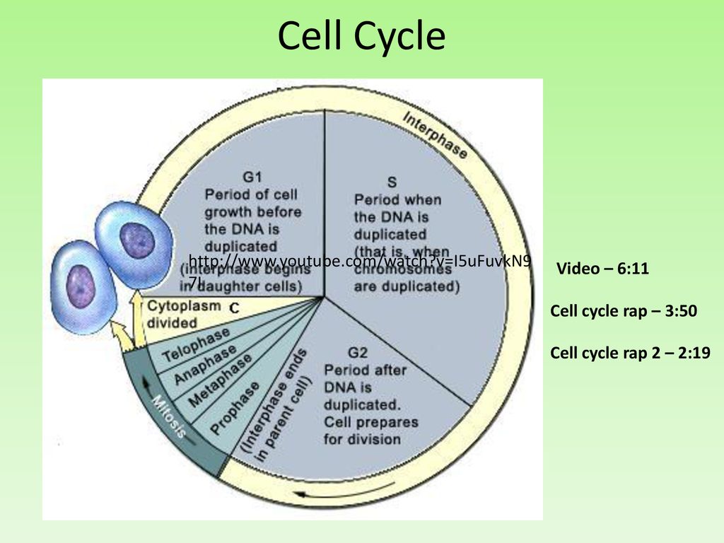 Cell Reproduction. Biology Diagrams