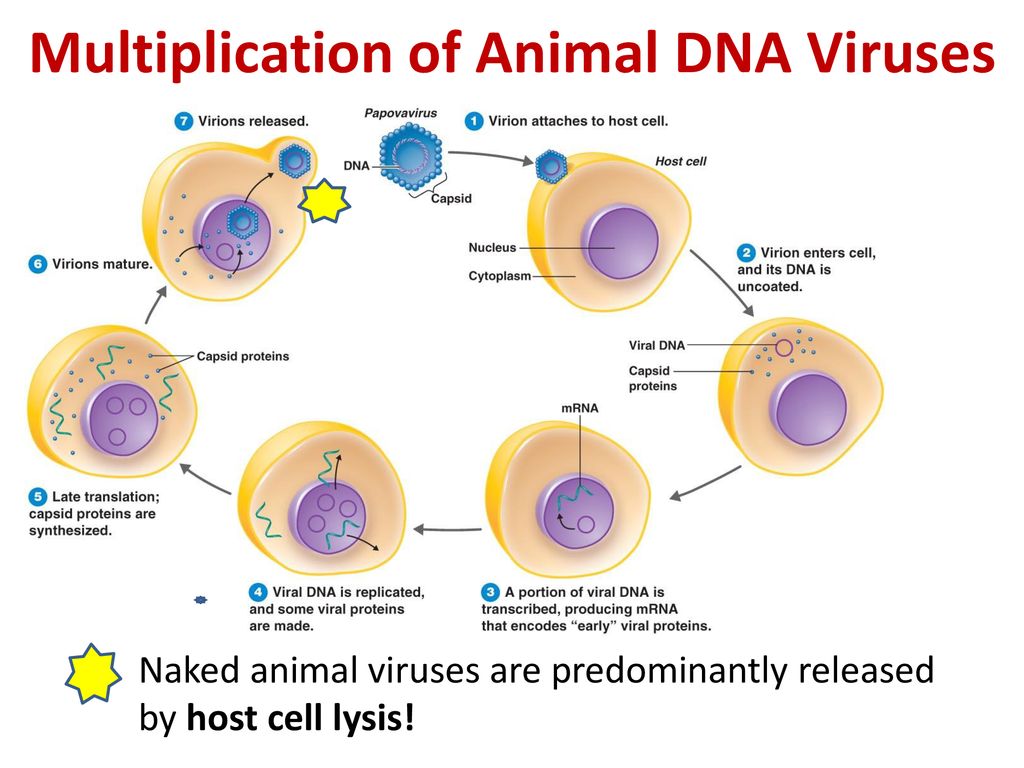 Viral Structure and Life Cycles - ppt download