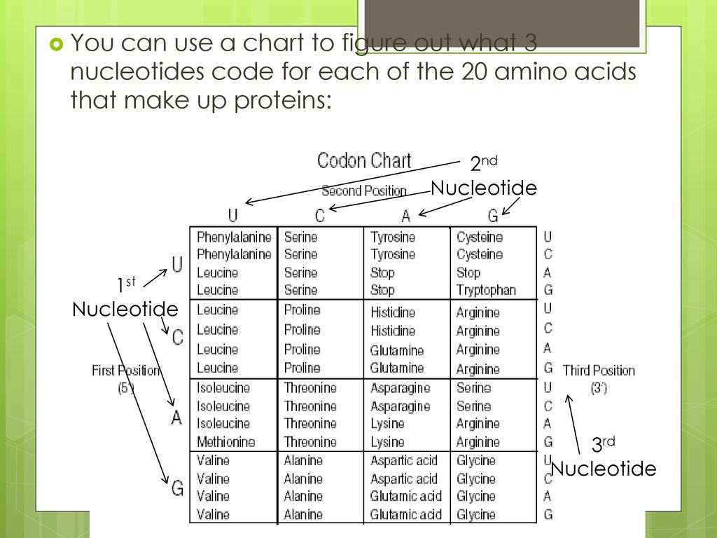 Nucleotide Chart