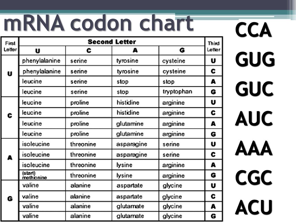 Mrna Codon Chart