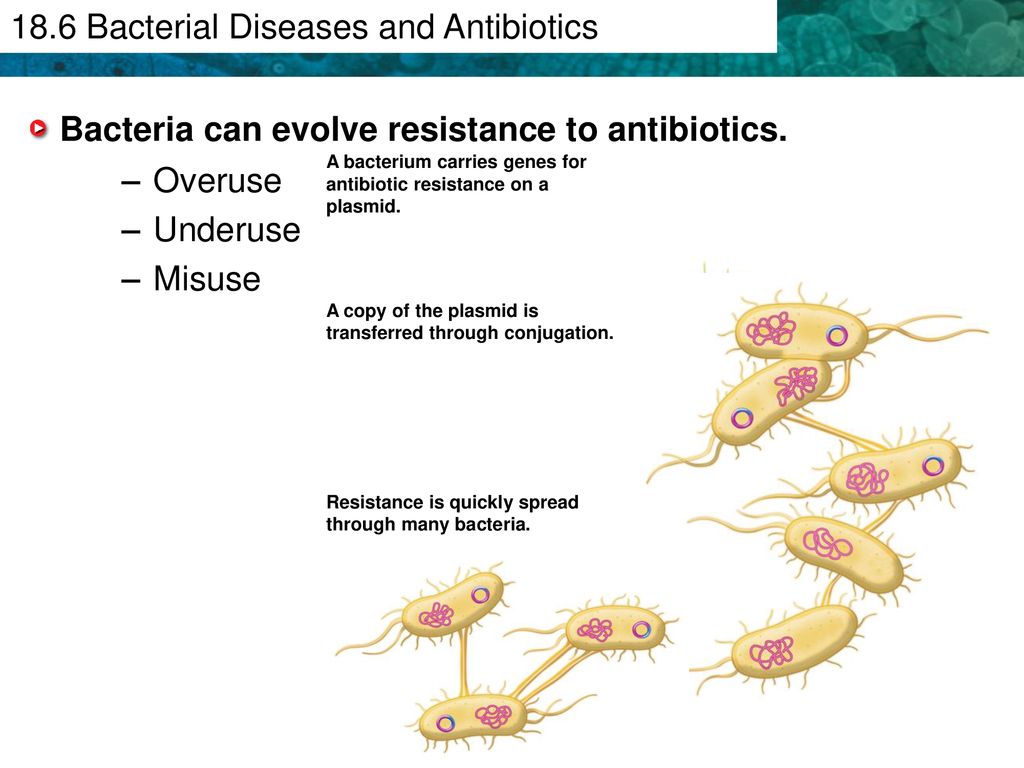 KEY CONCEPT Infections can be caused in several ways. - ppt download