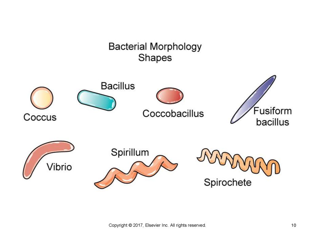 Inc all rights reserved. Кокки спириллы бациллы. Бактерии кокки спириллы бациллы. Bacterial Shape. Bacterial Morphology.