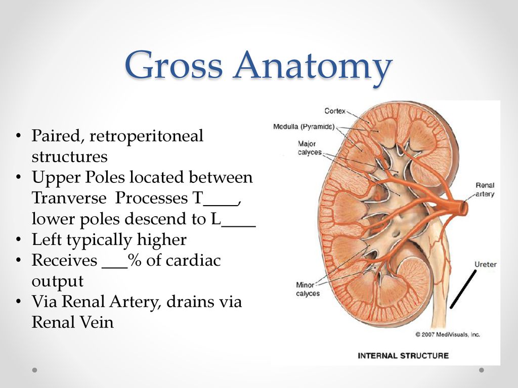 Gross Anatomy Paired, retroperitoneal structures
