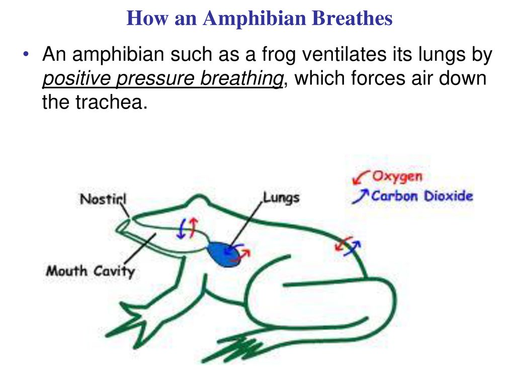 Homeostatic Mechanisms in Animals - ppt download