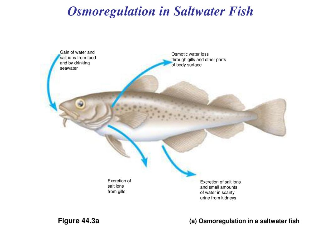 Homeostatic Mechanisms in Animals - ppt download