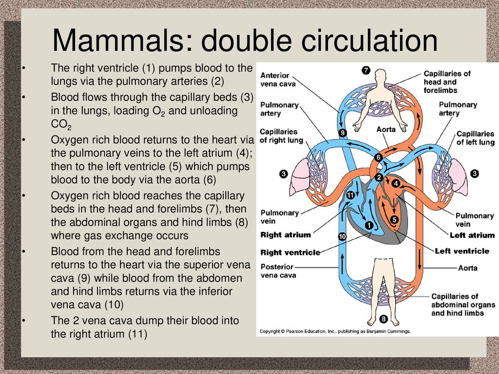 Chapter 42 – Circulation And Gas Exchange - Ppt Download