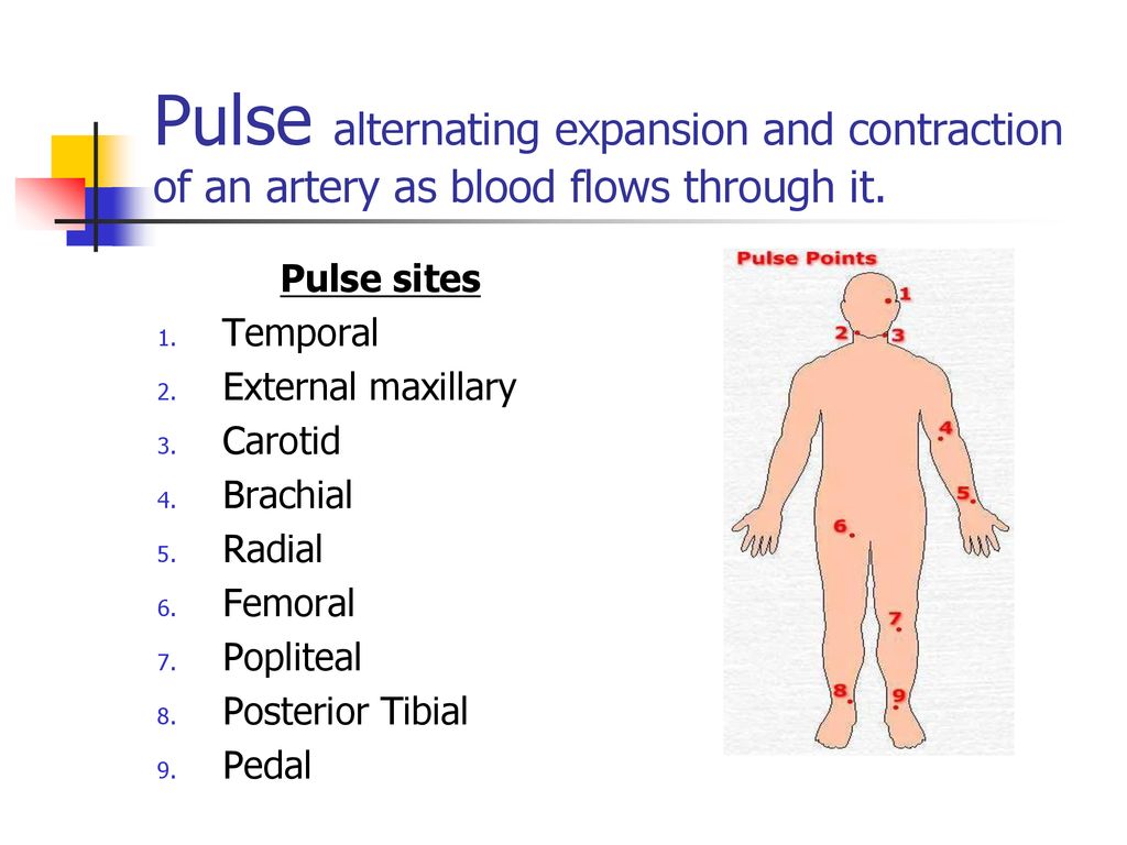 Circulatory system explain the structure of the heart ppt download