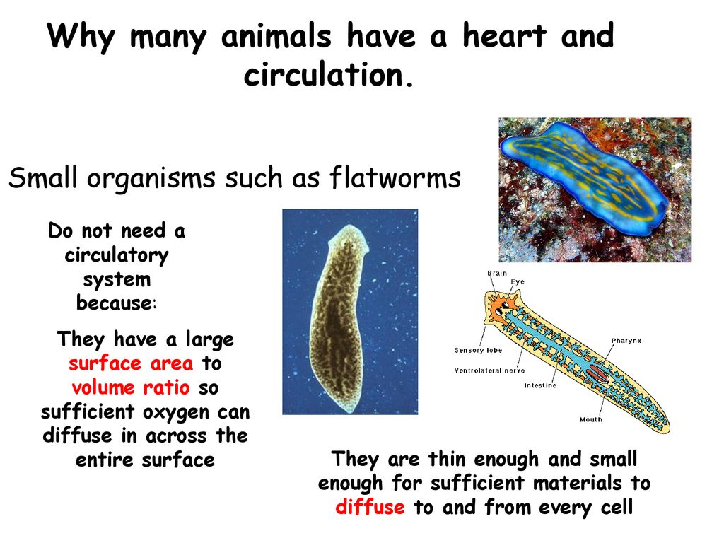 a) Explain the need for transport systems in multicellular animals in terms of size, level of activity and surface area:volume ratio; - ppt download a) Explain the need for transport systems in multicellular animals in terms of size, level of activity and surface area:volume ratio; - ppt download