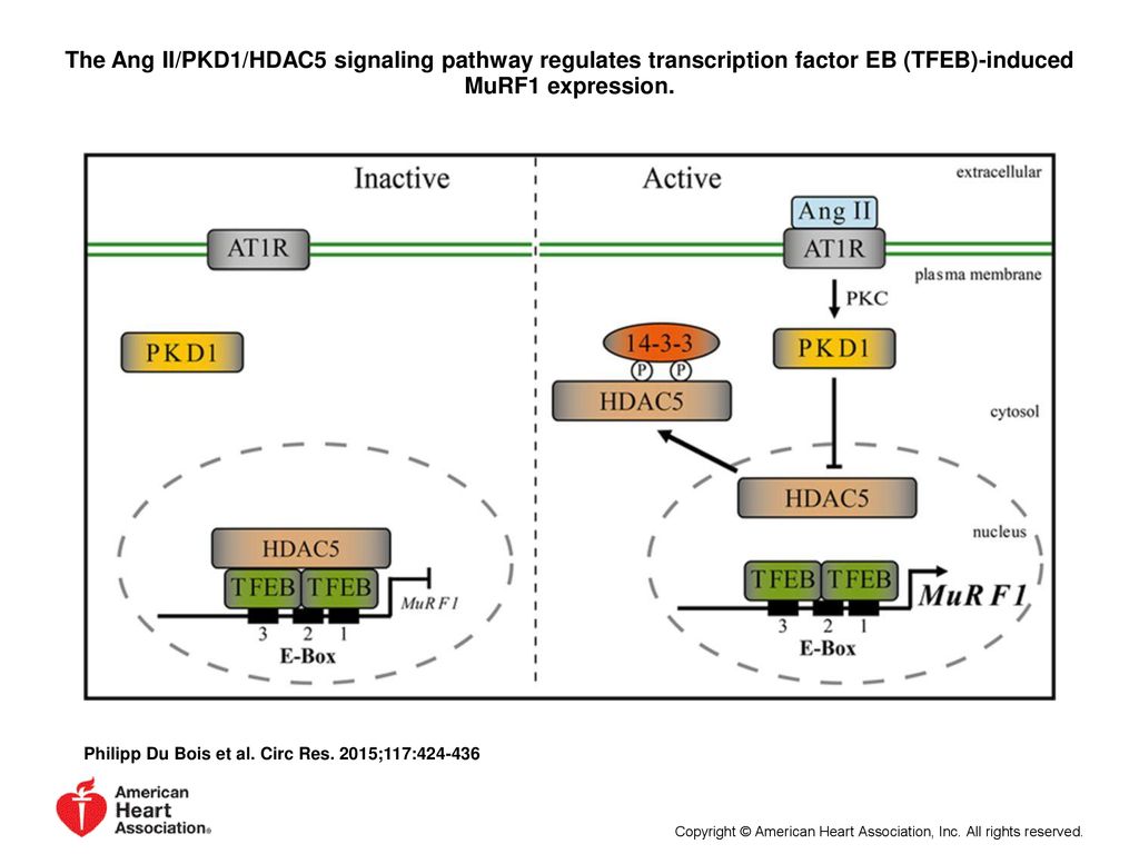 The Ang II/PKD1/HDAC5 signaling pathway regulates transcription factor EB (TFEB)-induced MuRF1 expression.