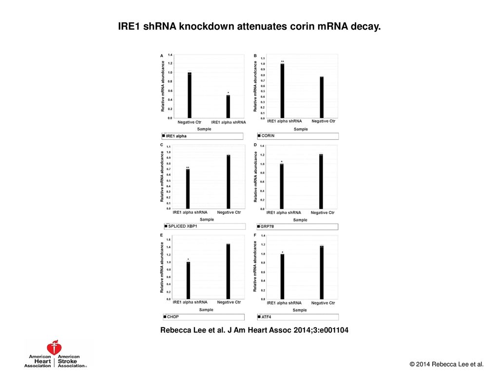 IRE1 shRNA knockdown attenuates corin mRNA decay.
