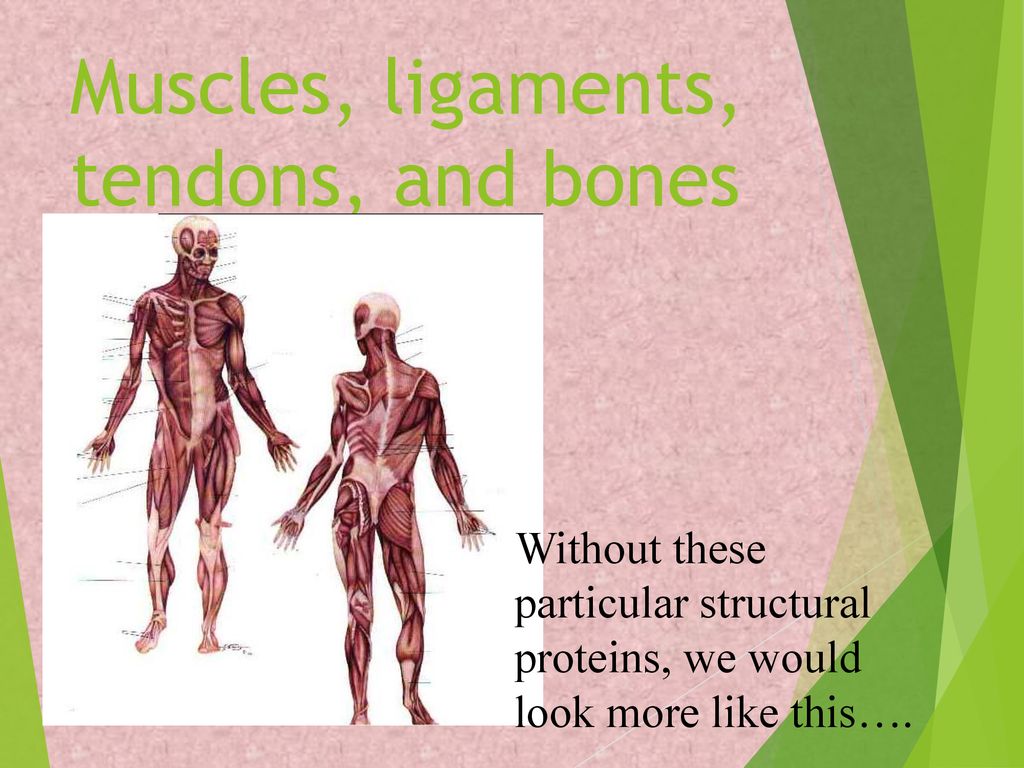 What are the Big 4 Biological Macromolecules? Biology Diagrams