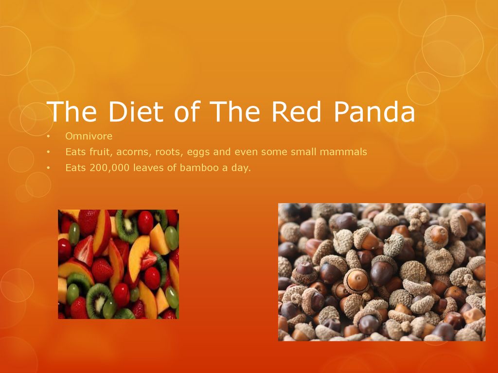 The Red Panda By Lia Arrowood. - ppt download