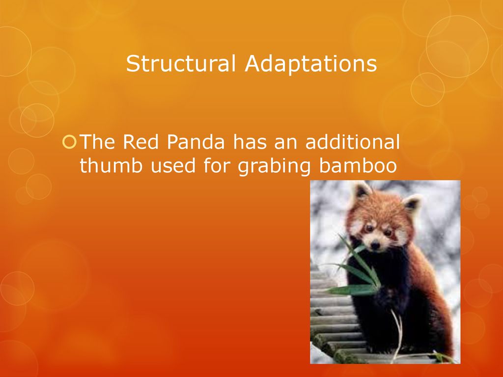 The Red Panda By Lia Arrowood. - ppt download