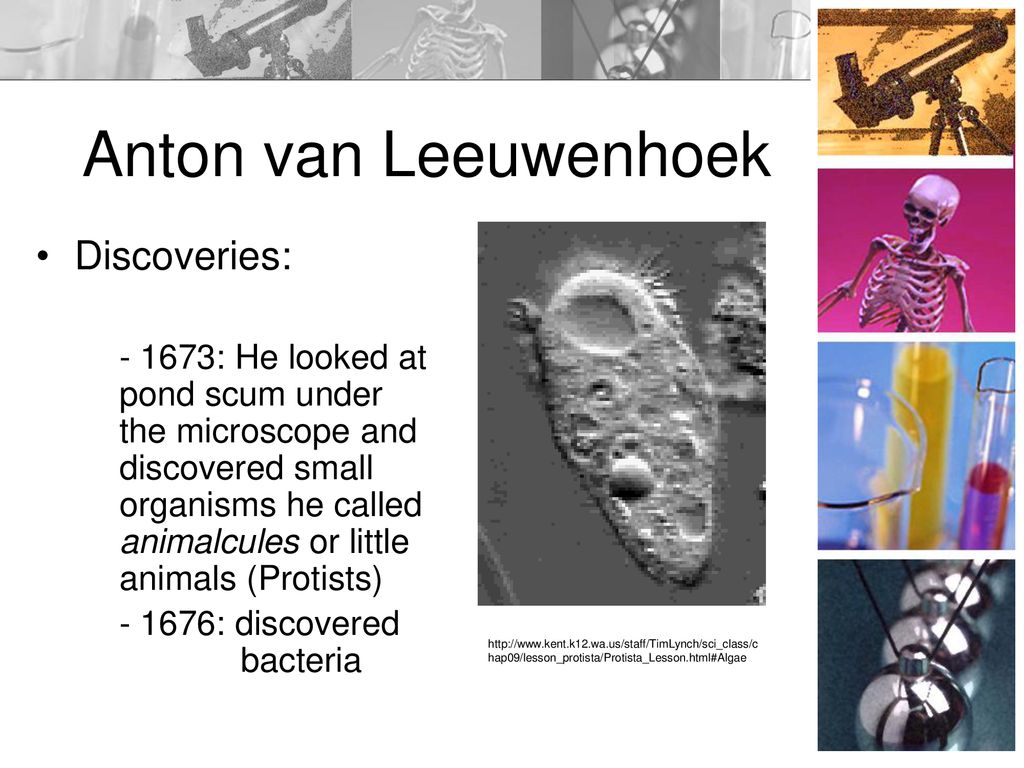 Anton van Leeuwenhoek Discoveries: