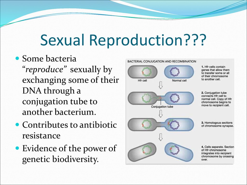 Kingdom Bacteria Ppt Download 6041