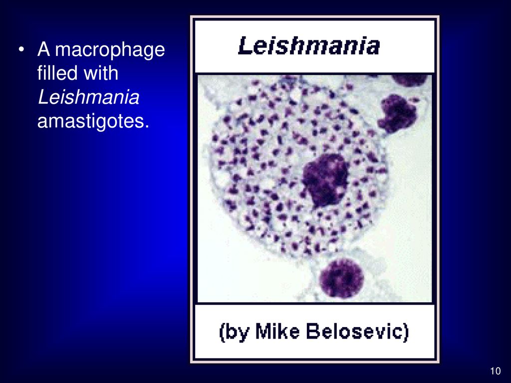 Leishmaniasis Leishmania donovani (complex) (VL) - ppt download