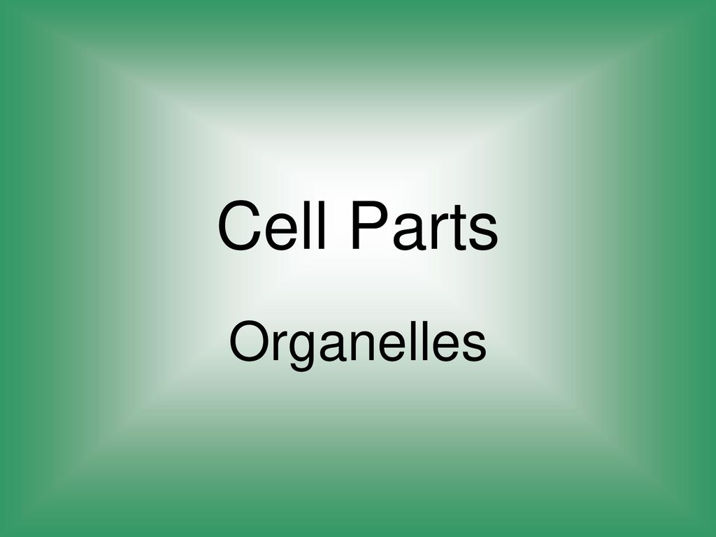 Cell Parts Organelles