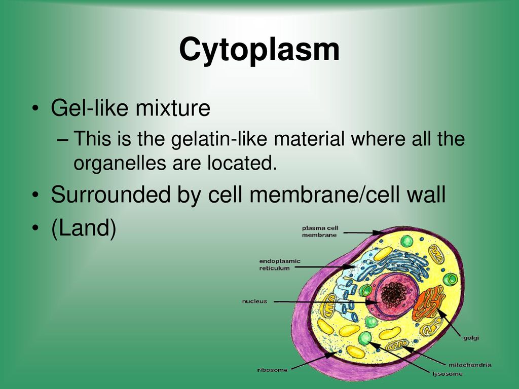 Cytoplasm Gel-like mixture Surrounded by cell membrane/cell wall