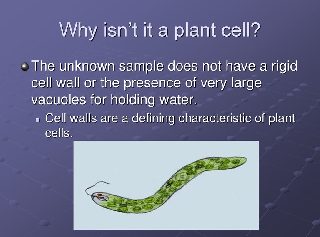Why isn’t it a plant cell