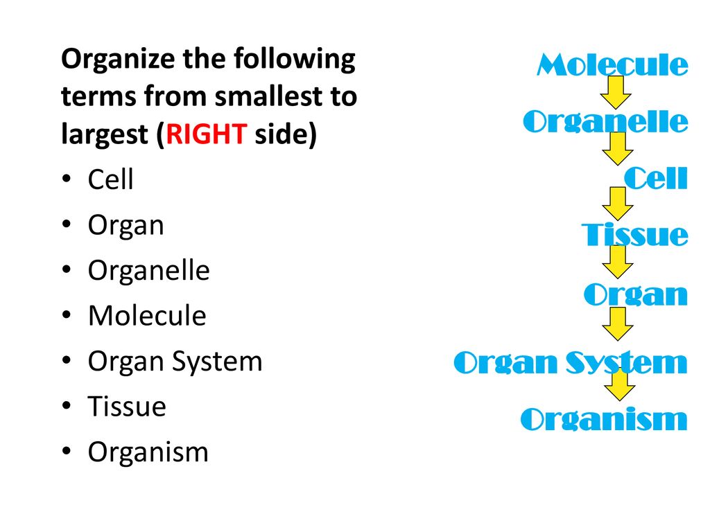 Cells Structure SC Compare and contrast the general structures of plant and  animal cells. Compare and contrast the general structures of prokaryotic. -  ppt download