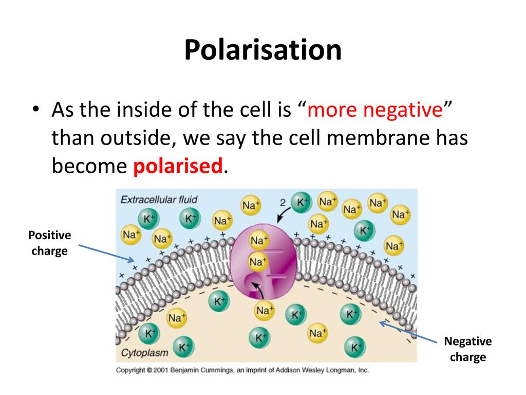 17 september 2018 title resting potentials ppt download