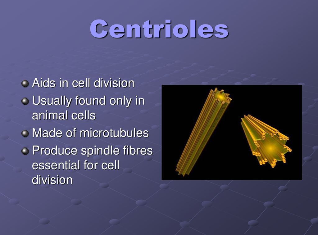 Centrioles Aids in cell division Usually found only in animal cells