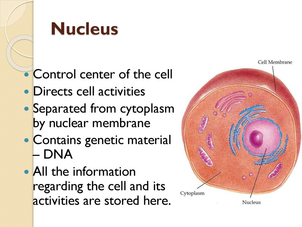 Cell Structure & Function - ppt download