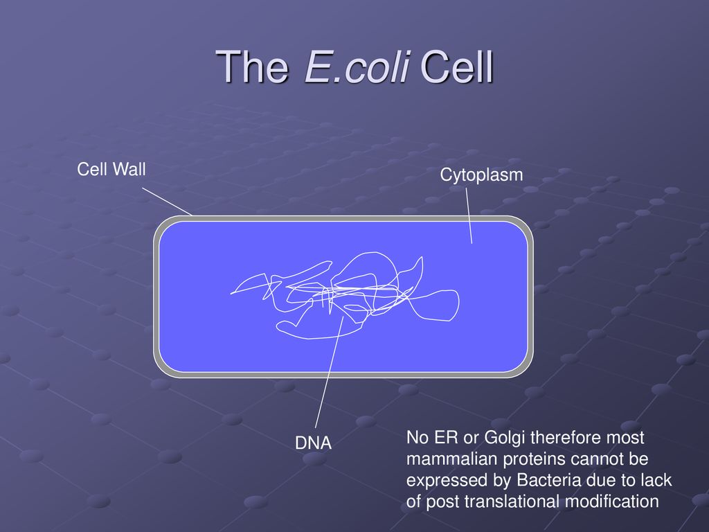 The E.coli Cell Cell Wall Cytoplasm