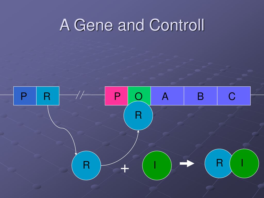 A Gene and Controll P R P O A B C R R I R I +