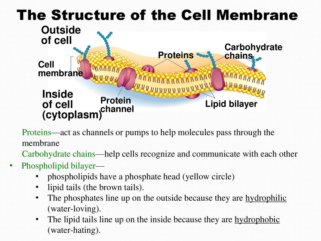 Cell Membrane & Passive Transport: - ppt download