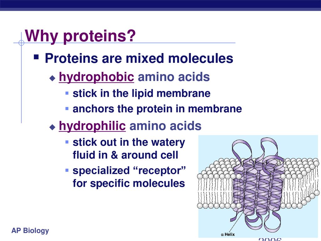 hydrophobic amino acids in membran hydrophobic amino acids in membran