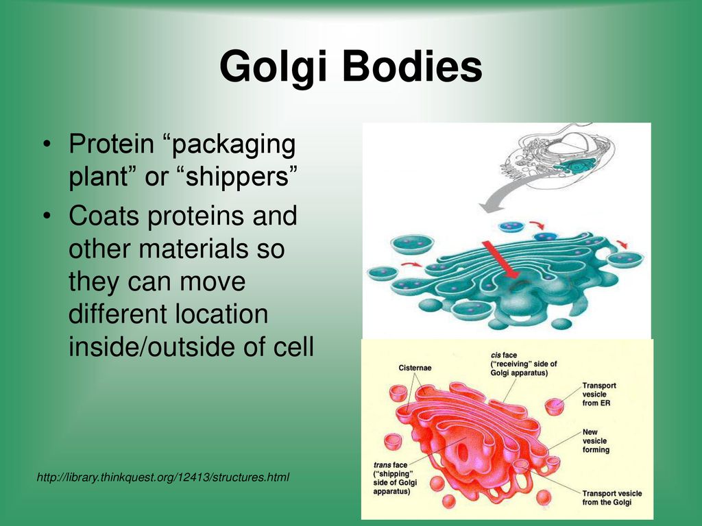 Cell Structure & Function Biology Diagrams