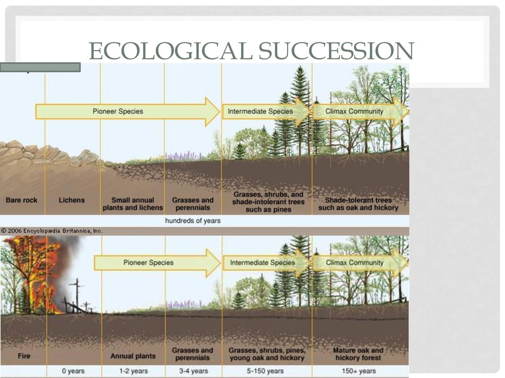 Ecology. - ppt download Intended For Ecological Succession Worksheet High School