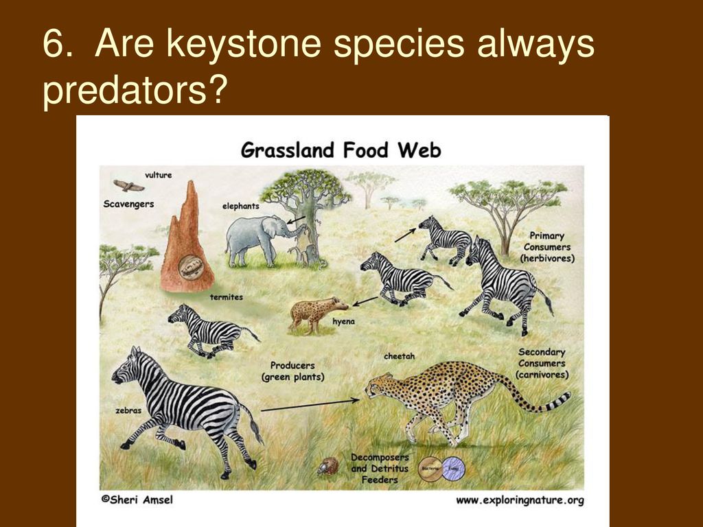 What is a keystone species? + Example