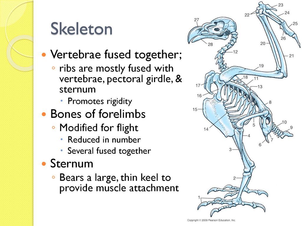 Aves (Birds). - ppt download