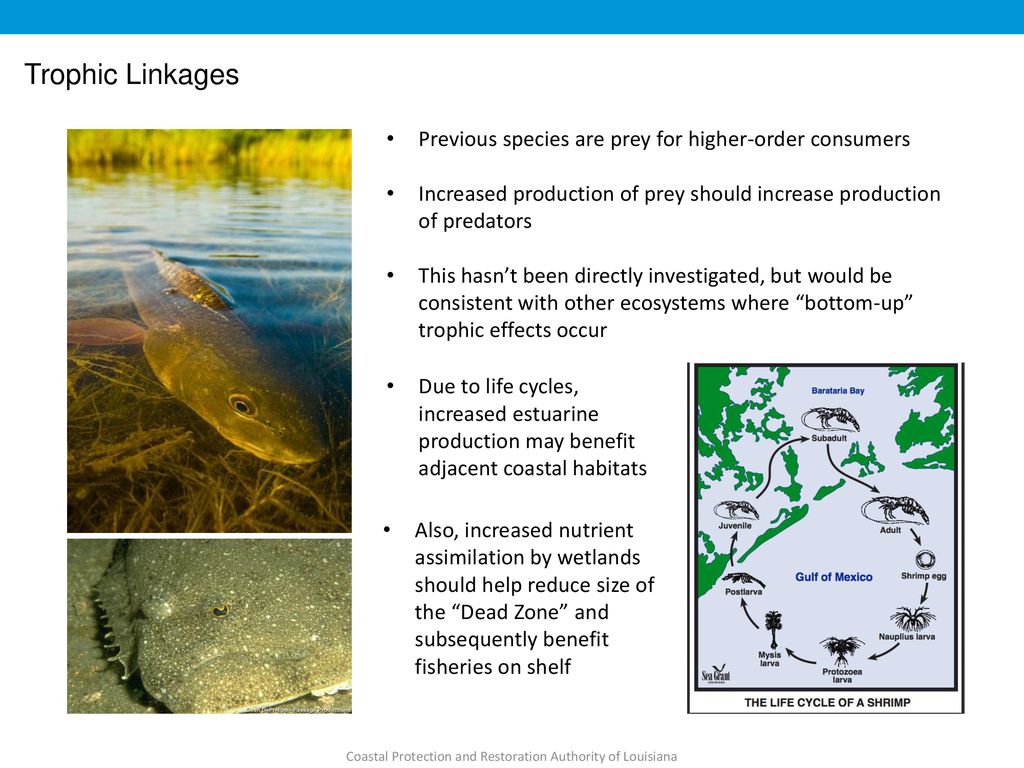 Wildlife and Fisheries Responses to Existing Freshwater Diversions ... Biology Diagrams