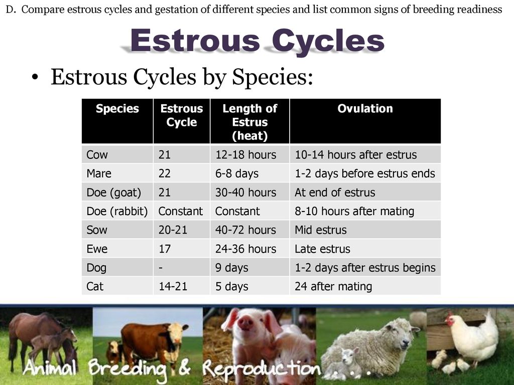 Animal Breeding & Reproduction - ppt download