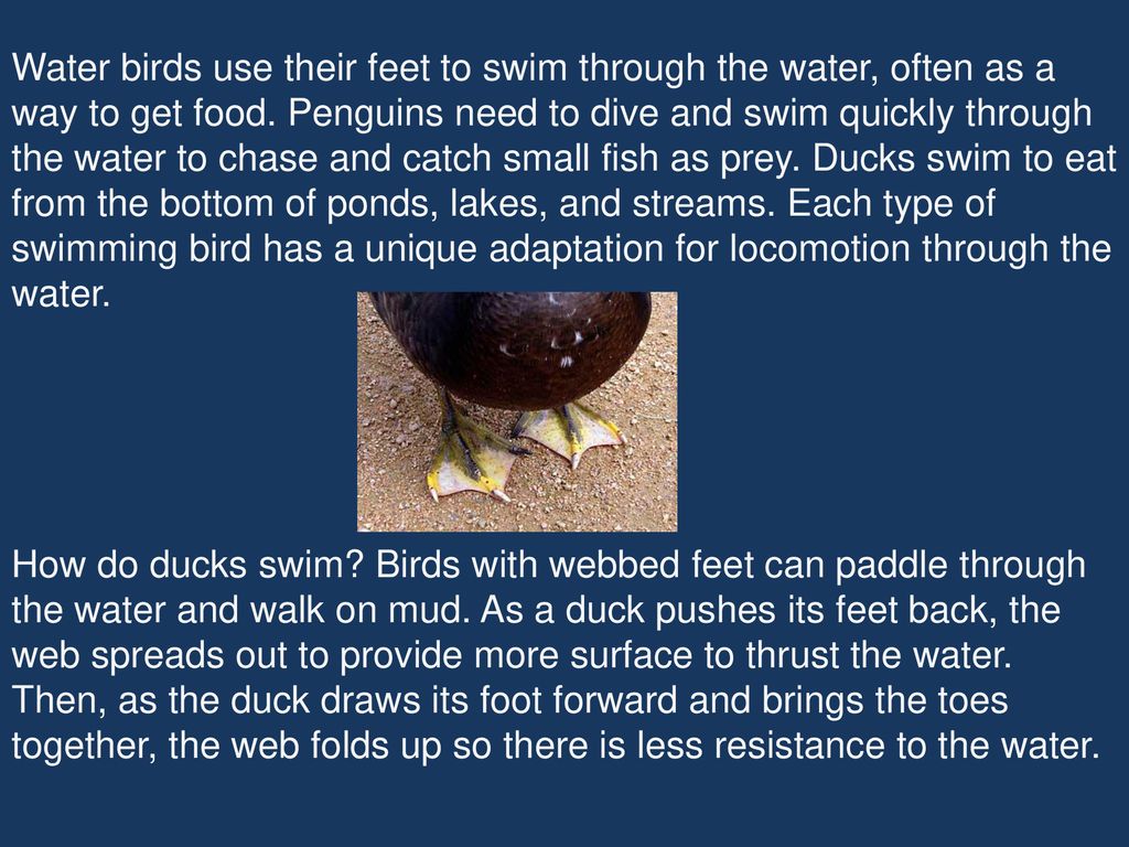 Animal Adaptations: Bird Feet. - ppt download