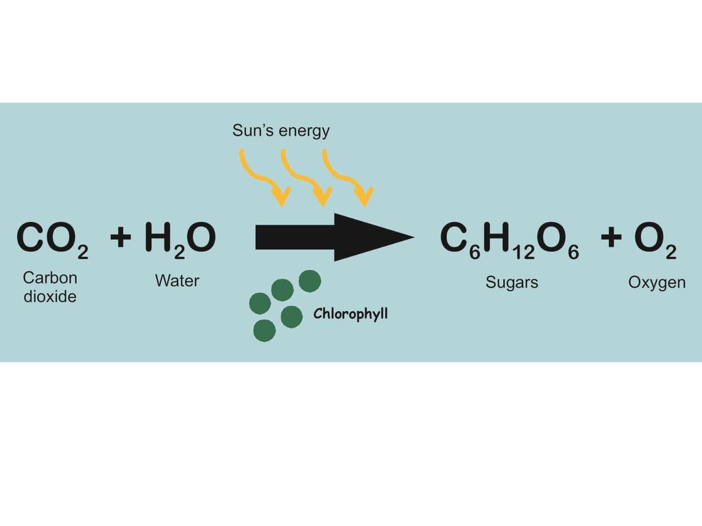 Глюкоза кислород вода энергия. C6h12o6 фотосинтез. Co2+h2o свет. 6co2 c6h12o6+6o2 фотосинтез. Photosynthesis Reaction.