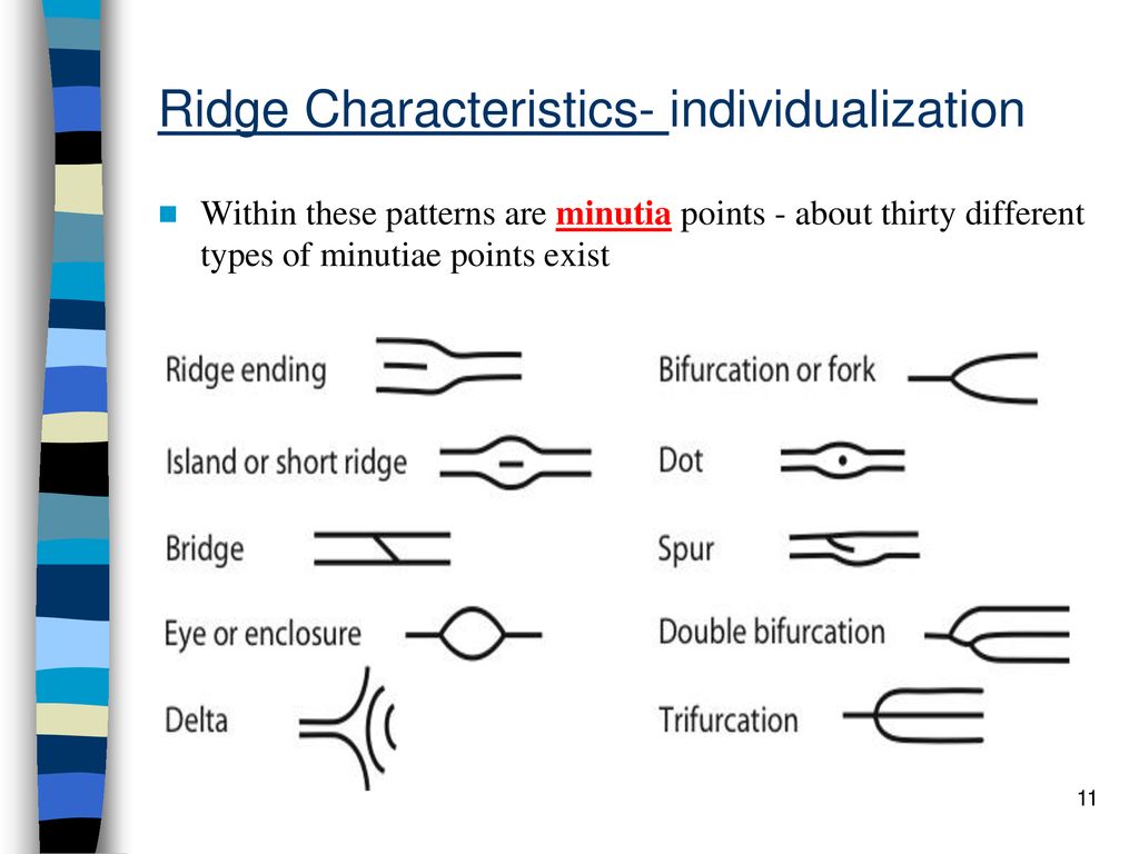 Forensic fingerprints ppt download
