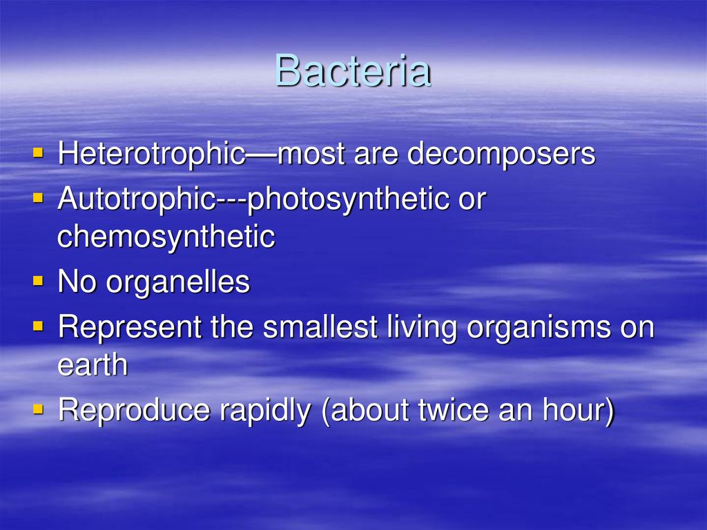 Marine Life Phytoplankton - ppt download