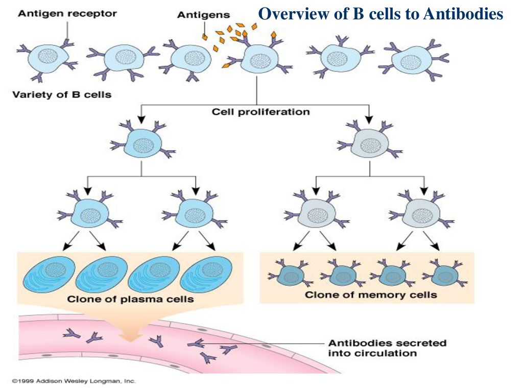 Chapter 14 Immune System. - Ppt Download